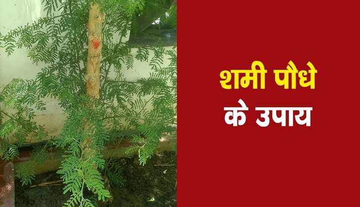 Shami Plant: शमी के पेड़ से जुड़ा ये उपाय आज के दिन कराएगा लाभ, शनि की होगी कृपा अपार