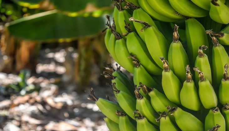 Banana Farming: घर बैठे कमा सकेंगे लाखों रुपये,आज ही शुरू करें इस फल की खेती,जानिए पूरी डिटेल