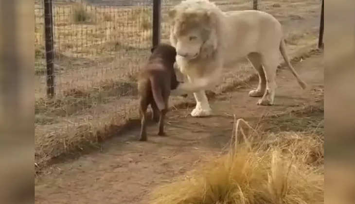 Viral video: शेर ने कुत्ते से मिलाया हाथ, वीडियो देख लोगों ने कहा "ये सच्चे दोस्त हैं"