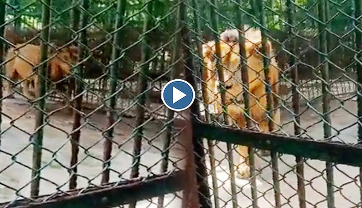 Viral Video: शेर ने सेल्फी ले रहे बंदे की कर दी गजब बेइज्जती! लोग बोले-'ये तो बड़ा बत्तमीज है'