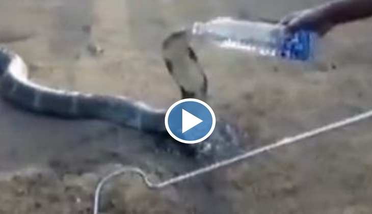 Snake Video: बाप रे! इस शख्स ने अपनी जान पर खेलकर कोबरा को बोतल से पिलाया पानी, देखिए वीडियो
