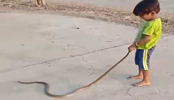Snake Video: गजब की हिम्मत... जरा से बच्चे ने सांप की पूंछ पकड़कर किया परेशान, देखिए वीडियो