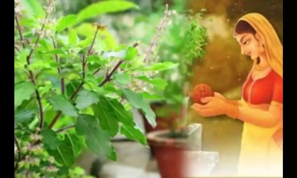 Tulsi Rules: तुलसी की पत्तियां तोड़ते समय ध्यान रखें इन बातों का, अन्यथा हो जाएगा अनर्थ