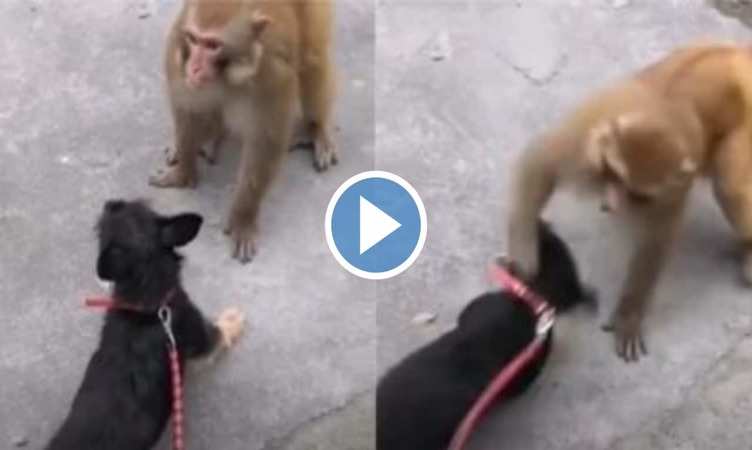 Dog Vs Monkey Video: बंदर ने कुत्ते को मार-मार कर याद दिलाई नानी, वीडियो देख आप भी लगाएंगे हसी के ठहाके