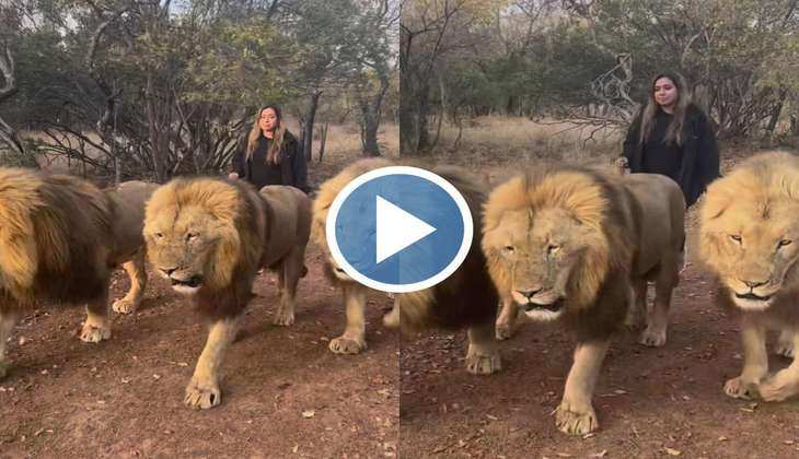 Sher Ka Video: अरे बाप रे! औरत ने पाल लिए तीन-तीन बब्बर शेर, वीडियो देख आपके भी उड़ जाएंगे होश