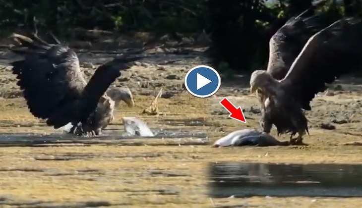 Viral Video: OMG! पैरों से कुचल-कुचलकर चील ने निकला दी हंस की सांसें, वीडियो देख अंदर तक हिल जाएंगे आप