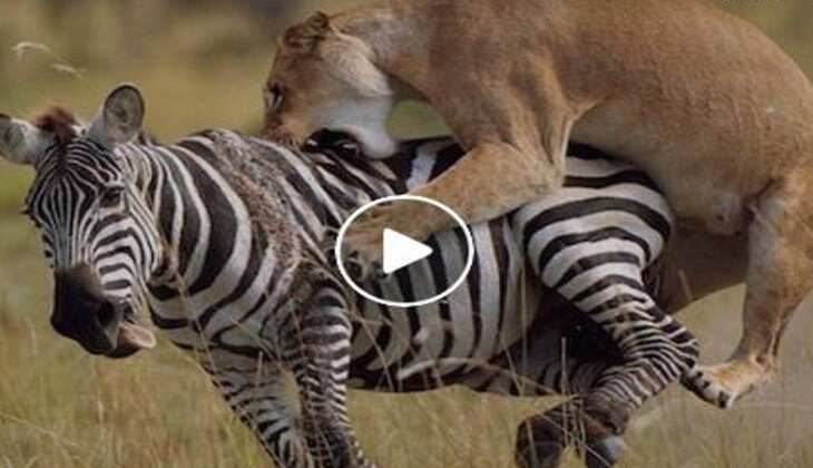 Viral Video:&nbsp;शेरनी की दहाड़ से कांप उठा जेब्रा, देखिए कैसे किया पलक झपकते शिकार