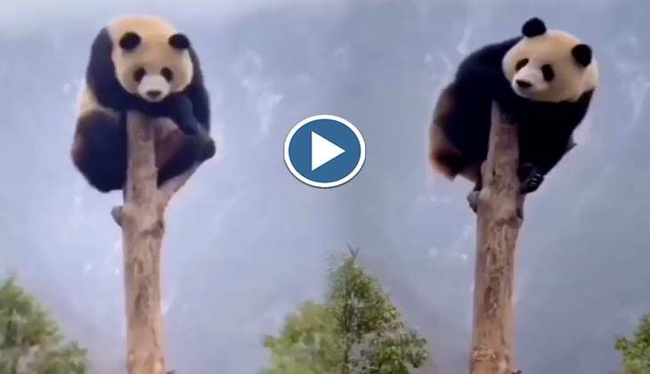 Viral Video: क्यूट से पांडा को चढ़ा कटे हुए पेड़ पर बैठने का शौक, फिर ऐसे मारा धांसू स्टाइल