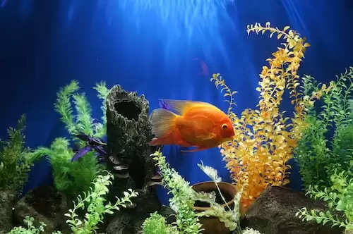 Aquarium vastu tips: अगर आपको भी है मछलियां पालने का शौक, तो पहले जान लें इससे जुड़े नियम