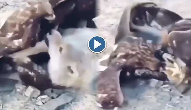 Viral Video: हाय रे! जिंदा कुत्ते को पकड़कर नोच-नोचकर खाने लगे दो बाज, वीडियो देख घबरा जाएंगे आप