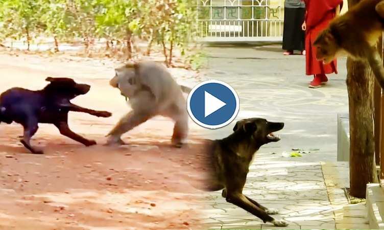 Dog Video: कुत्ते ने खुलेआम दिखाई दबंगई फिर बंदर ने झापड़ मार-मारकर ऐसे ठीक की बुद्धि, देखिए वीडियो
