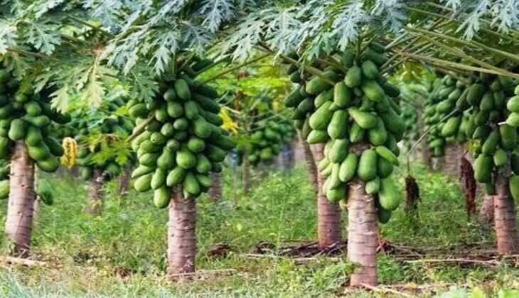 Subsidy Scheme: पपीता की खेती करने पर 75% सब्सिडी दे रही सरकार, ऐसे करें तुरंत अप्लाई