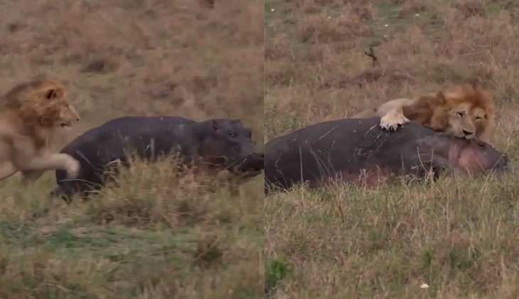Viral Video: शेर ने दरियाई घोड़े की गर्दन पर किया भयानक हमला, देखें रोंगटे खड़े कर देने वाला वीडियो
