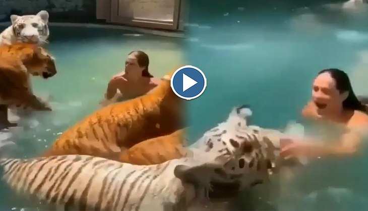 Viral Video: दादा रे! टाइगरों के साथ स्वीमिंग पूल में मजे से नहा रहा ये शख्स, वीडियो देख ढीली हो जाएगी हवा
