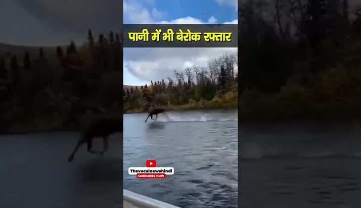 Horse running on River: क्या आपने देखा है पानी पर दौड़ता घोड़ा?&nbsp;