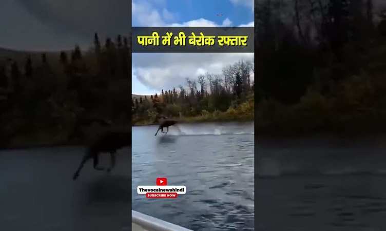 Horse running on River: क्या आपने देखा है पानी पर दौड़ता घोड़ा? 