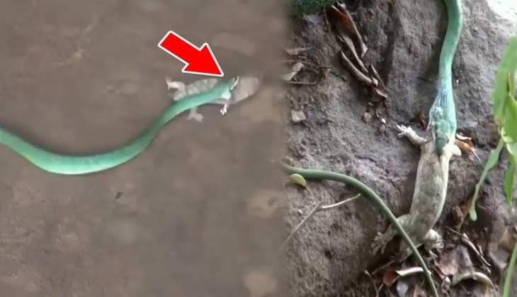 Snake Video: सांप और छिपकली में छिड़ गई खूनी लड़ाई, नाग को प्राण बचाने पड़ गए भारी, देखिए वीडियो
