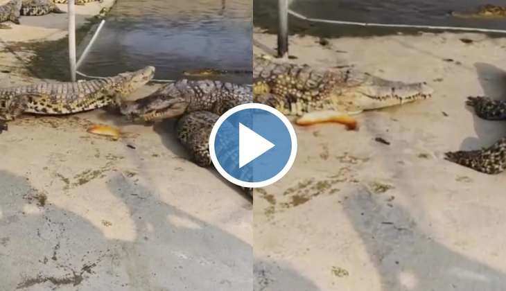 Crocodile Video: ओ भाई साहब! तीन-तीन मगरमच्छों को मछली ने दिया चकमा, वीडियो देख उड़ जाएंगे आपके होश