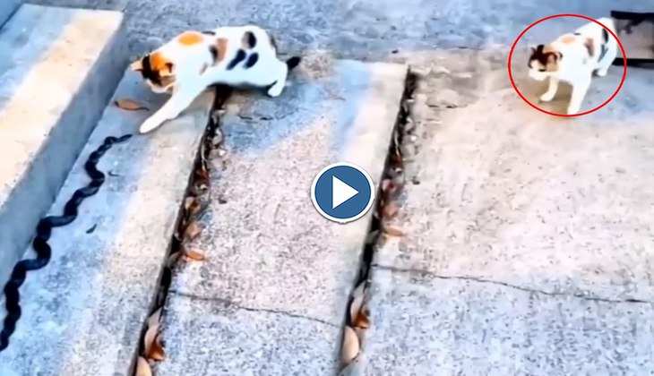 Snake Video: सांप को छूकर देख रही थी बिल्ली तभी अचानक लगा जोर का झटका, देखिए वीडियो