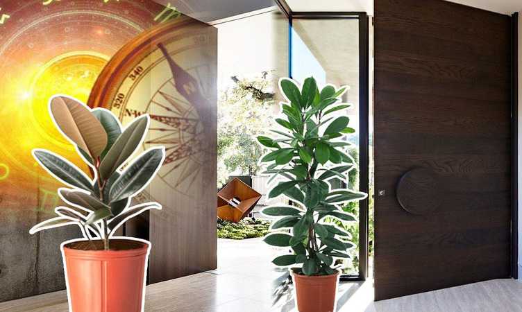 Unlucky Plants For Home: बनते कामों में आ रही है कोई ना कोई बाधा, तो आंगन में लगे ये 3 पौधे हो सकते हैं कारण