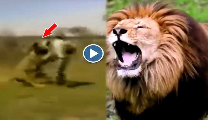 Viral Video: जंगल में बब्बर शेर के गोली मारने आए थे ये शूटर, देखिए फिर आखिर में क्या हुई दशा