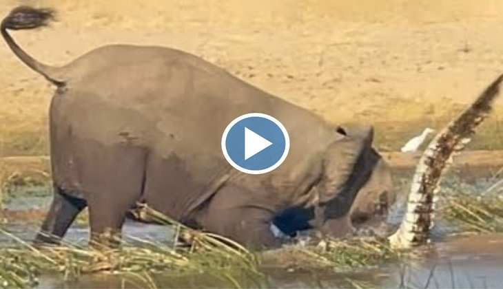 Viral Video: हाथी ने पैर से कुचल-कुचल कर मगरमच्छ के निकाले प्राण, लोग बोले-'लगता है चीटी थी'