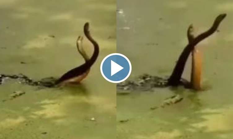 Snake Video: नाग और नागिन ने पानी में किया ऐसा रोमांटिक डांस, क्या आपने देखा वीडियो?