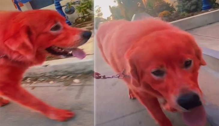 Dog Video: लाल डॉगी को देखकर लोग हैरान,  सोशल मीडिया पर खींच रहा यूजर्स का ध्यान