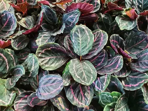 Lucky Plant For Home: घर में चारों तरफ फैली है नकारात्मकता, तो वास्तु में बताए इस पौधे को लगाने से महकेगी खुशियां