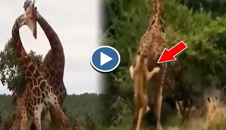 Viral Video: जिराफ का बाल भी बाका नहीं कर पाए शेर और शेरनी, देखिए कैसे किया उसने अपना बचाव
