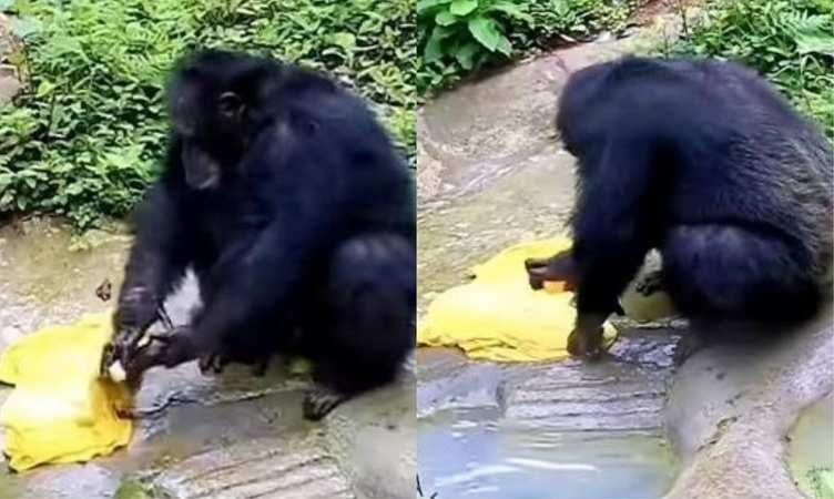 कार धोते चिंपांजी का VIDEO वायरल, लोगों ने लिए Social Media पर मजे