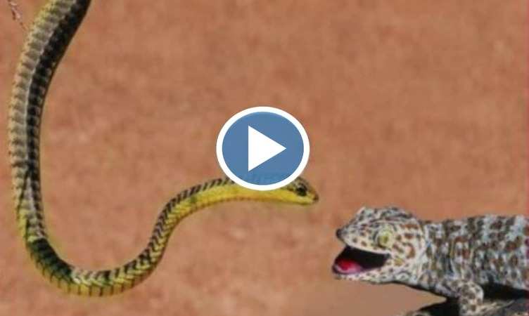 Snake Viral Video: छिपकली के ऊपर सांप की पड़ गई नजर, फिर हुआ ऐसा भयंकर युद्ध देखकर फटी रह जाएंगी आंखें