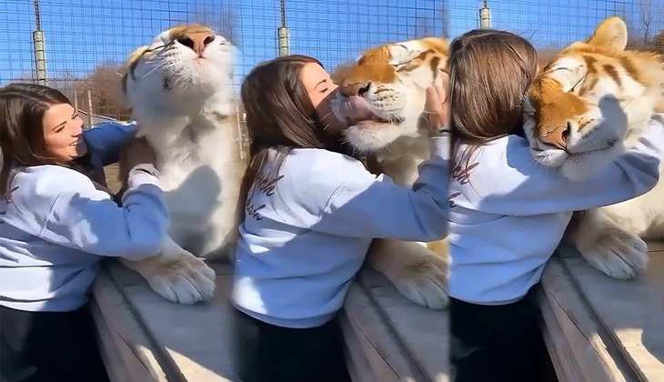 Viral Video: लड़की ने शेर को 'Kiss' कर किया Hug तो लोग बोले-'मेरा भी यही सपना है'