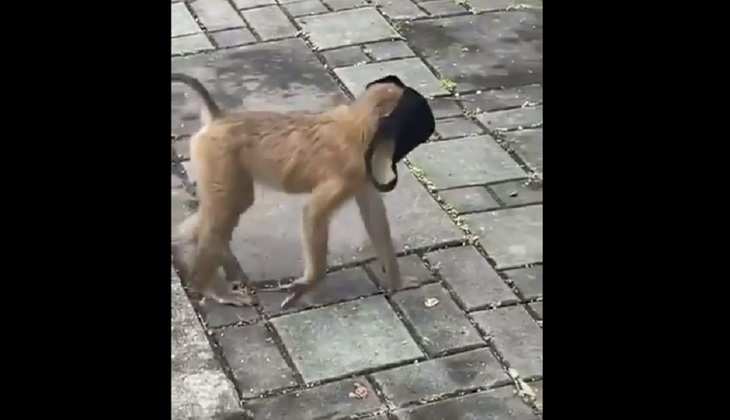 Viral Video: कोरोनाकाल में मास्क लगाकर घूमता बंदर, वायरल वीडियो देख नहीं रुकेगी हंसी