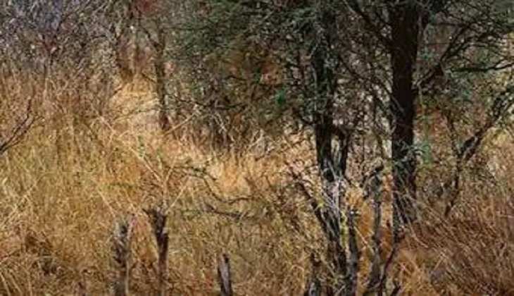 Optical Illusion: दम है तो ढूंढ़कर बताइए इस तस्वीर में छिपे हुए हिरण को,आपके पास हैं महज 30 सेकेंड