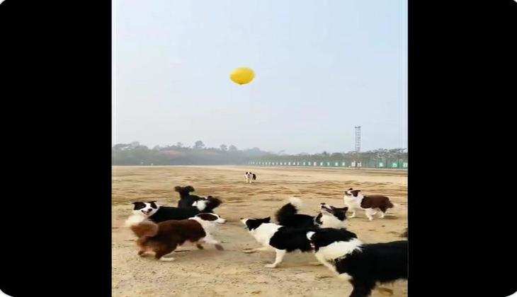 Viral video: कुत्तों का बॉलीबॉल खेलते वायरल हुआ वीडियो, लोग देखकर रह गए दंग