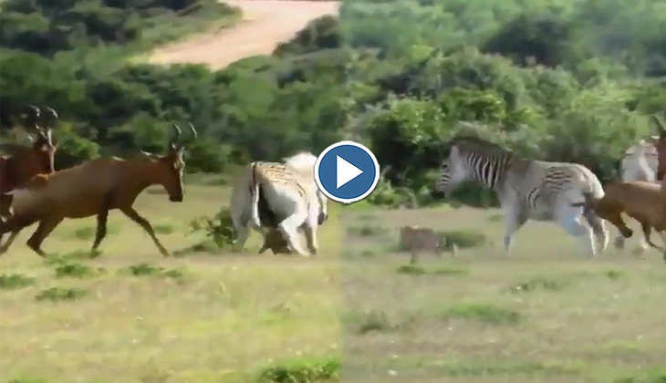 Viral Video: जेब्रा ने अपने काफिले के साथ हिरण के बच्चे पर किया हमला, मां-बाप को उसकी जान बचाना पड़ा भारी