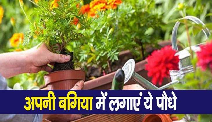 Vastu plants: अपनी बगिया में लगा लें वास्तु के ये चमत्कारी पौधे, खुशियों से भर जाएगी आपकी जिंदगी