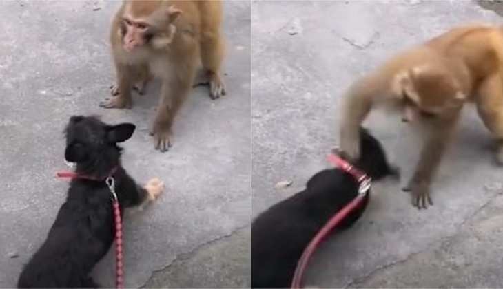 Dog Video: बंदर ने कुत्ते के झापड़ मार-मारकर की धुनाई, वीडियो देख आप रह जाएंगे हैरान
