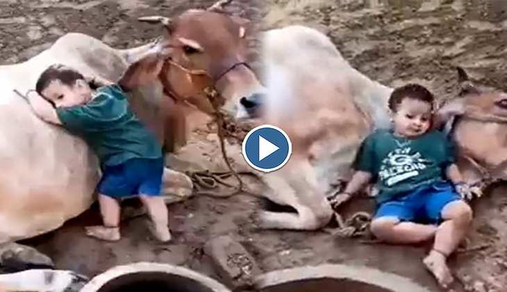 Viral Video: नन्हे से बच्चे ने गाय के साथ की जमकर मस्ती, इंटरनेट की जनता के दिलों को छू रहा ये क्यूट वीडियो