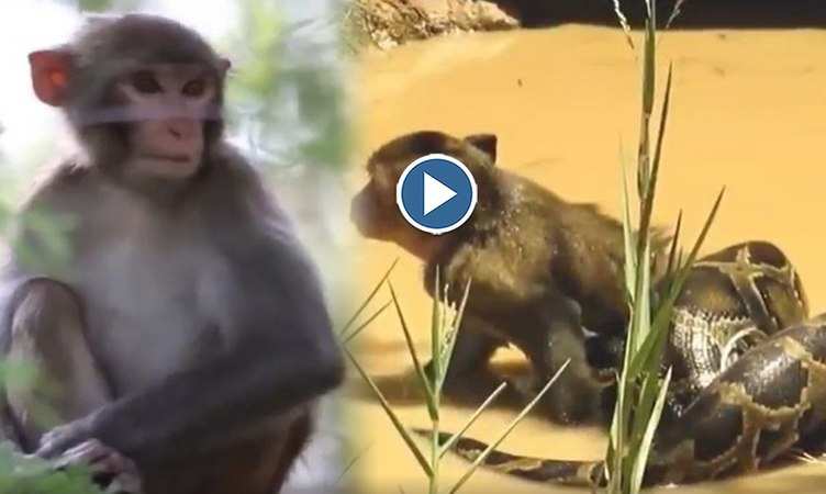 Viral Video: पानी के अंदर अजगर और बंदर की हुई खतरनाक लड़ाई, देखिए कौन जीता और किसने टेके घुटने