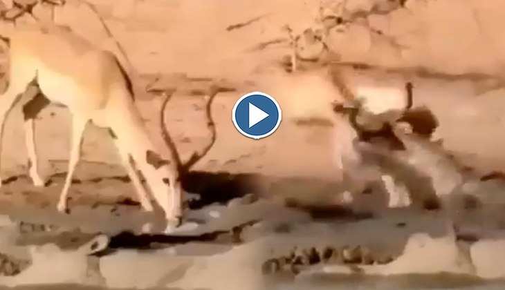 Viral Video: नदी किनारे पानी पी रहे हिरण पर मगरमच्छ ने बोल दिया धावा, आगे का सीन देखकर डरा जाएंगे आप