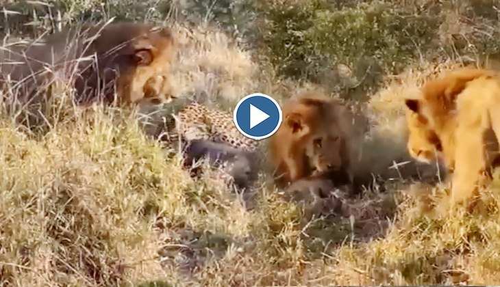 Viral Video: बब्बर शेर ने तेंदुए को दिखाया अपना भौकाल, छीन लिया उसके मुंह से शिकार! देखिए खौफनाक वीडियो