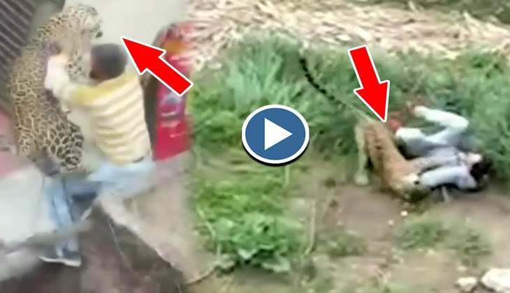 Viral Video: खूखार तेंदुए ने आदमी पर कर दिया अटैक, वीडियो देख कांप जाएगी बोटी