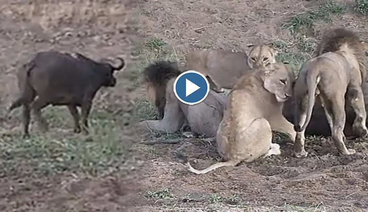 Viral Video: शेर और शेरनियों में हुई भयंकर लड़ाई का भैंस ने उठाया फायदा! लोग बोले-'ये लकी है बहुत'