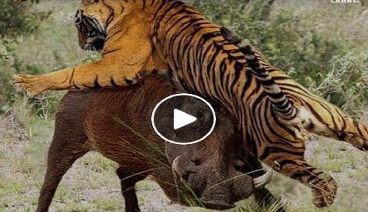 Viral Video: बाप रे! जब टाइगर और जंगली सुअर के बीच शुरू हुई खूनी लड़ाई, देखिए फिर किसने टेके घुटने