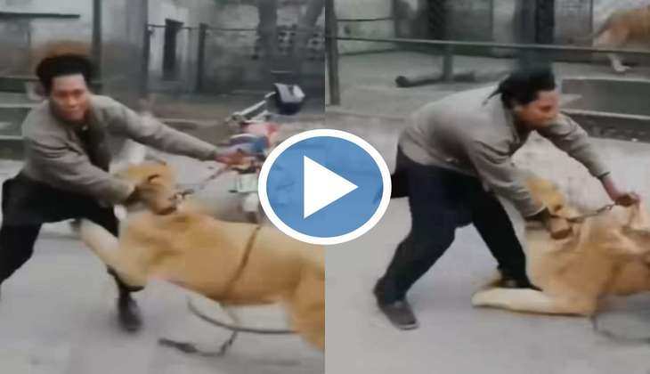 Viral Video: आदमी को शेर से मजाक करना पड़ा भारी, अचानक कर दिया हमला, वीडियो देख चौंक जाएंगे आप