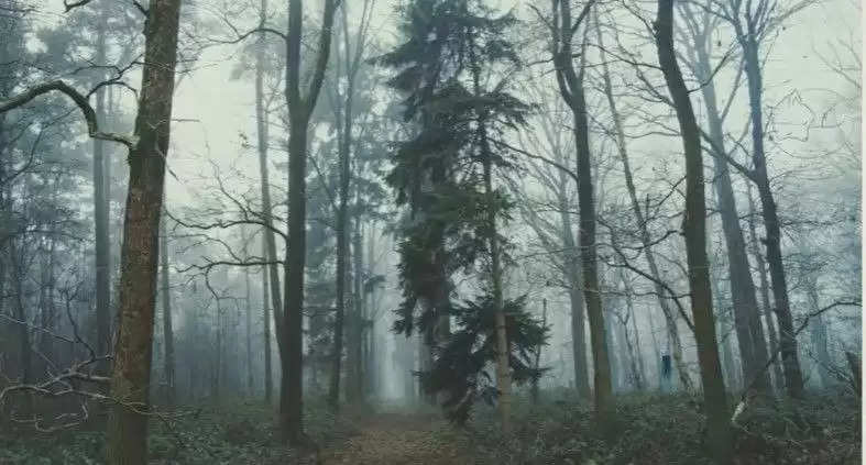Optical Illusion Photo: इन पेड़ों के बीच छिपी बैठी है एक लोमड़ी, दावा है एक घंटे में भी नहीं खोज सकते आप