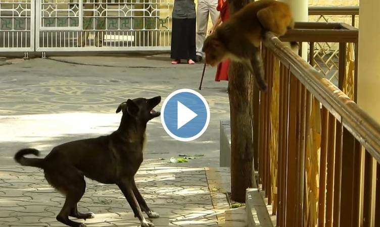 Monkey Vs Dog Fight: बंदर को बार-बार छेड़ रहा था कुत्ता, फिर चखाया ऐसा मज़ा की याद आ गई नानी