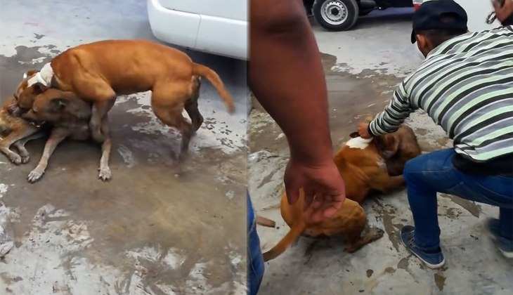 Dog Video: बुल डॉग और आवारा कुत्ते में छिड़ गई जंग, लड़ाई शांत कराने में लोगों के छूटे पसीने